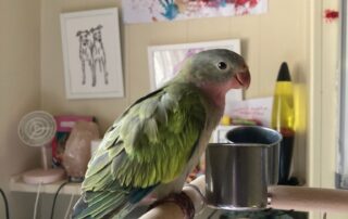 conor-offered-a-reward-for-his-missing-bird.-days-later-he-was-being-ambushed