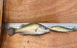 electro-fishing-survey-finds-murray-cod-and-spangled-perch-in-sa’s-bookmark-creek