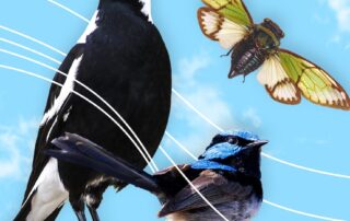 magpie-swoops-in-and-claims-title-of-australia’s-favourite-animal-sound-in-landslide-win