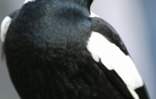 magpies-warbled-their-way-to-the-top-of-our-favourite-aussie-animal-sound-poll.-so-what-do-their-songs-mean?