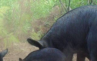 feral-pigs-‘deliberately-and-illegally-released’-across-south-australia