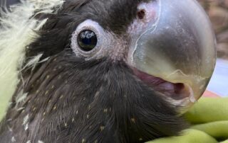 left-footed,-monogamous,-cranky-kangaroo-island-glossy-black-cockatoo-population-grows