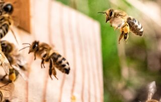 deadly-bee-pest-spreads-to-victorian-border,-sparking-food-production-fears