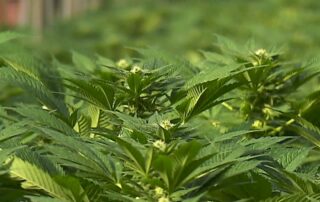 cannabis-driving-laws-are-lagging-behind-the-science,-and-medicinal-users-are-not-in-the-driving-seat