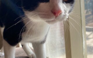 council-cautioned-after-worker-uses-hammer-to-kill-cat-hit-by-car