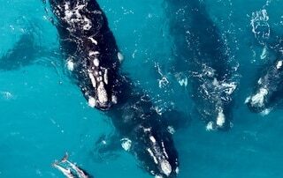 southern-right-whale-numbers-have-plunged-on-australia’s-southern-coast