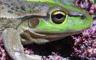 hundreds-of-frogs-die-in-‘unusual’-event-at-sa-lagoon-as-deadly-fungus-suspected