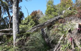 ‘destructive-vandalism’:-hundreds-of-trees-destroyed-at-sydney-waterfront-reserve