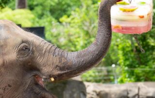 elephant-to-catch-‘jumbo-jet’-to-south-australia-after-fundraising-campaign-realised