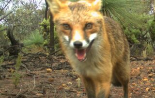 could-making-predators-puke-be-the-key-to-saving-australia’s-wildlife?