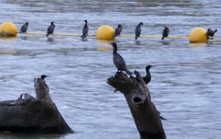 native-bird-species-went-on-a-breeding-frenzy-during-the-2022-23-murray-river-flood