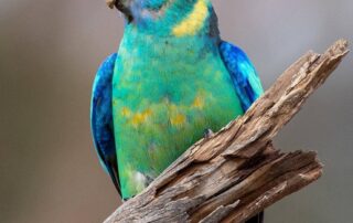 bird-breeding-boom-as-murray-river-flood-plains-explode-with-colour