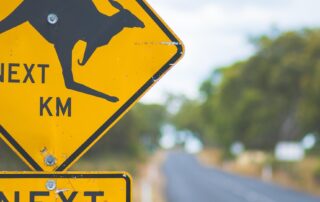 kangaroos-next-6km?-there’s-a-good-reason-‘wildlife-ahead’-signs-don’t-work