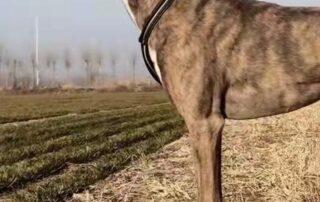 australian-greyhound-katoby-disappeared-after-retirement.-we-found-him-on-a-chinese-breeding-site
