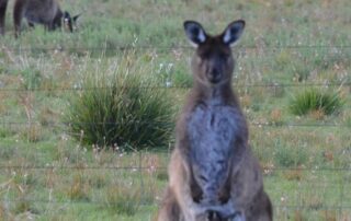 ‘pushy’-roos-get-too-close-for-comfort-as-tourists-asked-to-stop-encouraging-them-with-food