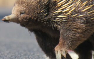 echidnas-are-mating,-and-scientists-want-you-to-keep-an-eye-out-for-the-elusive-animals-and-their-glittery-poo