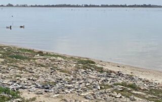 thousands-of-dead-carp-wash-up-on-lake’s-shore,-but-mayor-urges-people-to-enjoy-popular-destination