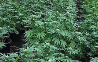 almost-1,000-people-arrested,-$475m-of-drugs-seized-in-nationwide-crackdown-on-organised-crime