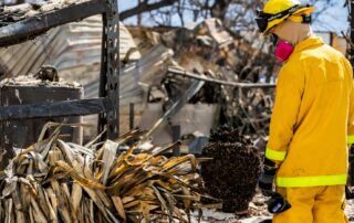 invasive-grass-with-role-in-deadly-maui-blaze-‘absolutely-a-threat’-to-australian-lives