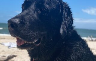 prozac-has-helped-brian-the-labrador’s-anxiety.-but-treating-pets’-mental-health-can-be-complicated