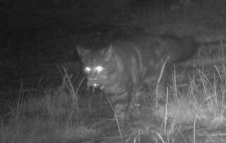 pet-cat-caught-on-camera-carrying-native-prey-in-national-park-home-to-precious-endangered-bettong-colony