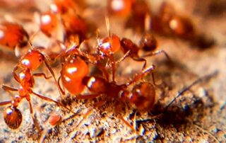 what’s-australia’s-worst-insect-stinger?-hint:-it’s-not-the-dreaded-fire-ant