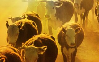 el-nino-is-back-and-cattle-prices-are-melting