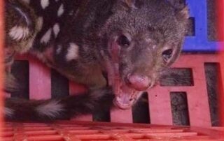 a-farmer-set-a-trap-to-catch-whatever-was-killing-his-chooks.-he-caught-a-quoll-extinct-in-sa-for-130-years