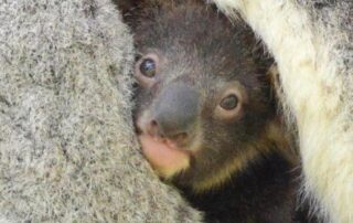 sterilisation,-contraception-considered-for-koala-population-damaging-kangaroo-island