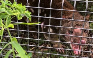 a-quoll-species-not-seen-for-130-years-was-captured-near-a-chook-shed.-scientists-hope-it’s-not-alone