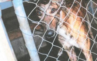 greyhound-mistreatment-concerns-trigger-release-of-‘concerning-and-disturbing’-photos-in-parliament