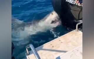 great-white-shark-bites-tuna-off-cape-jaffa