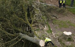 why-it-feels-so-bad-to-lose-the-iconic-sycamore-gap-tree