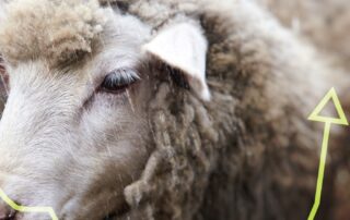 rain-has-given-sheep-prices-a-record-boost-for-producers.-has-the-bottom-of-the-market-been-reached?