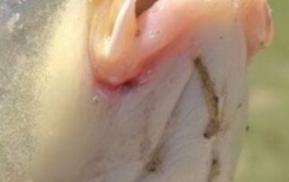 mass-carp-herpes-infection-scheme-delayed-again,-critic-rues-waste-of-‘golden-opportunity’