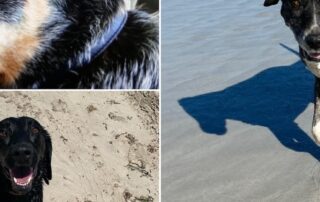 ‘the-most-horrific-death’:-four-pet-dogs-die-with-similar-symptoms-in-same-suburb