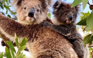 ‘inbreeding-seems-to-have-suited-them’:-disease-free-koala-colony’s-biggest-threat-this-summer