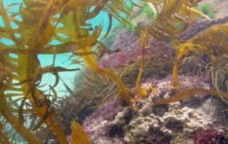‘noxious’-seaweed-found-in-sa-for-first-time-by-uni-student-doing-an-assignment