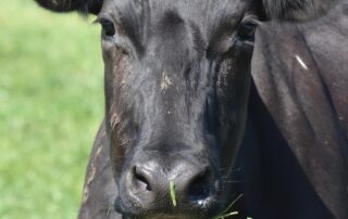 how-does-australia-reduce-emissions-from-fertiliser-without-risking-our-food-supply?