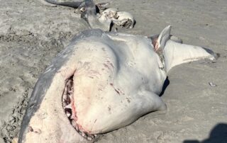 killer-whales-vs-great-white:-fishers-shocked-as-mutilated-shark-carcass-washes-up