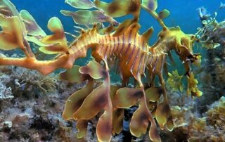 researchers-keen-to-see-more-of-fonzarella,-the-leafy-seadragon-with-a-unique,-cool-style