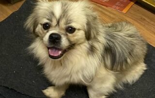 tibetan-spaniel-lost-in-outback-crash-shows-up-looking-for-a-pat-five-months-later