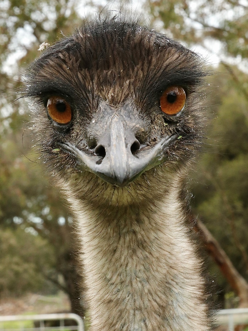 There are no emus on Kangaroo Island, so why is there an Emu Bay? SA