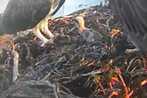 twitchers-celebrate-arrival-of-rare-eastern-osprey-chick-after-clever-plan-hatched-to-outwit-hungry-fox