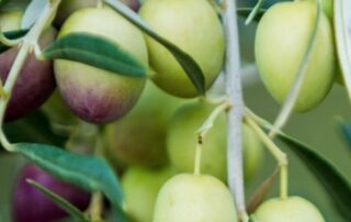 how-a-boy-from-the-outback-became-an-australian-olive-oil-baron