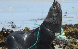 wildlife-rangers-urge-public-to-be-responsible-with-waste-after-seal-freed-from-rope