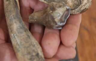 cabinet-of-megafauna-curiosities-kickstarts-journey-to-sa-town’s-pre-human-history