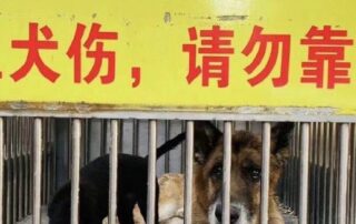 even-golden-retrievers-are-caught-up-in-china’s-crackdown-on-dogs-after-girl-mauled-by-rottweiler