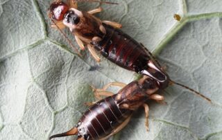 farmers-on-edge-as-orchards-‘hammered’-by-rise-of-european-earwigs