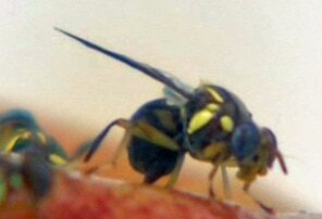 can-40-million-sterile-fruit-flies-a-week-protect-this-state’s-$1.4-billion-horticulture-industry?